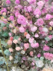 pink flowers in a garden, close- up 