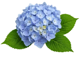 Close up of a beautiful blue hydrangea flower. © moly