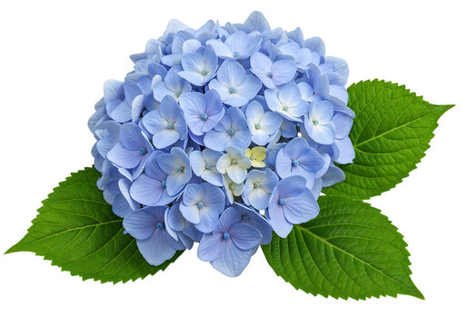 Close up of a beautiful blue hydrangea flower. - Powered by Adobe