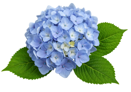 Close up of a beautiful blue hydrangea flower.