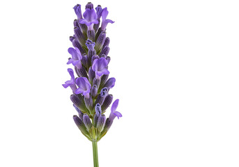 Obraz premium Single lavender sprig, purple flowers, green stem.