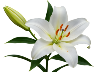 Single white lily flower with bud and green leaves