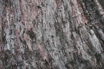Pattern of dried old teak bark wood in Thailand.Cracked wood texture big tree surface.Template for design.Abstract natural background.Beautiful pattern.Banner.Wallpaper.Selective focus.