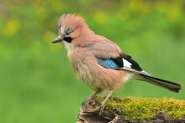 Eurasian jay garrulus glandarius bird songbird wildlife nature predator cock o the north, beautiful...