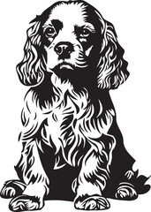 sitting american cocker spaniel dog