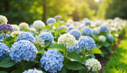 Vibrant hydrangea border blooming in sunny garden, nature's beauty