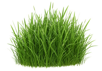 Lush green grass tuft, isolated on black.