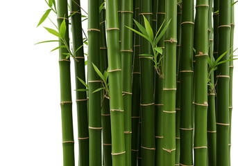 Obraz premium Close up of lush green bamboo stalks.