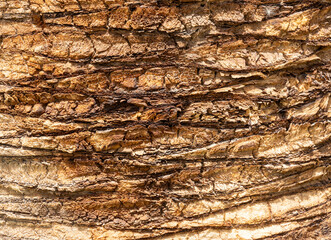 Detailed Texture of Palm Tree Bark. Closeup view of the textured patterned trunk of a tropical coconut palm tree. Close up of the tree trunk of a Date coconut Palm tree (Phoenix dactylifera)