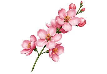Pink cherry blossom branch illustration