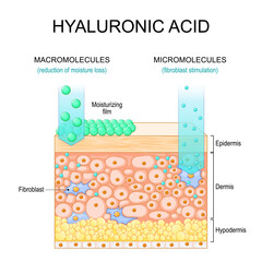 Plakat Hyaluronic acid.