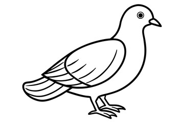 dove isolated on white background