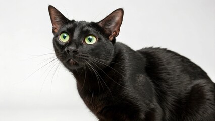 Obraz premium Bombay Cat on studio background 