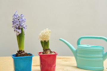 Two potted flowers, one blue and one pink, sit on a wooden table beside a watering can