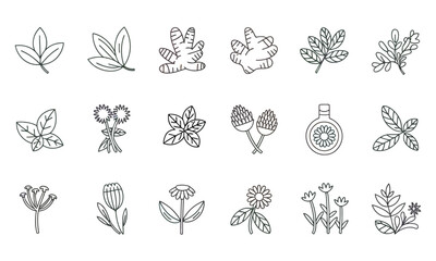 Line Icon Set of Medicinal and Herbal Plants Vector Illustration