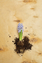 Beautiful blue hyacinth flower with soil placed on a wooden surface during spring
