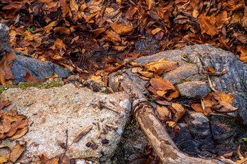 Hojas de castaño en el suelo