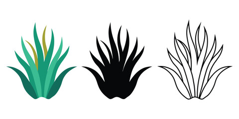Three variations of agave plant vector illustration color silhouette and outline