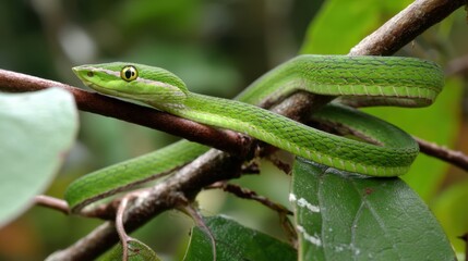Fototapeta premium Vibrant Green Snake Coiled on Tropical Branch