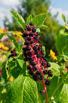 Phytolacca Americana is a spectacular perennial herbaceous plant.