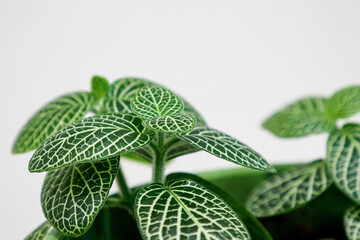 Fittonia. A houseplant of the Acanthaceae family. Nature.