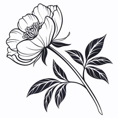 Fototapeta premium black and white flower