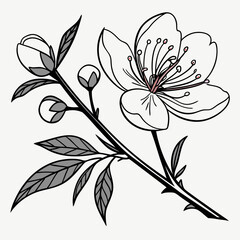 Obraz premium black and white flowers