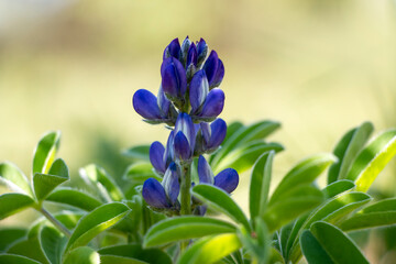 Narrowleaf lupin or blue lupin. Blue flowers. Copy space. Springtime in Greece. Lupinus angustifolius.