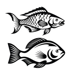 Fish Illustration, Black & White Outlines, Two Detailed Fishes on Isolated White