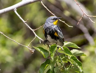 Warbler in tree