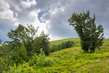 deciduous trees on the green hillside. scenery with forested hills of carpathian mountains. dramatic view on borzhava ridge on a cloudy weather. transcarpathia travel landscape in summer