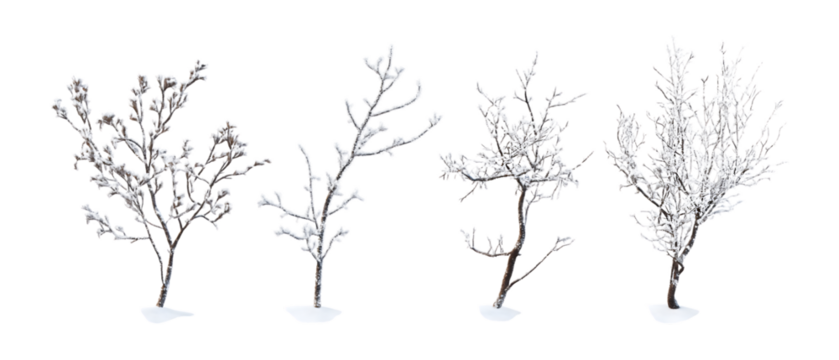 Pack of Frosty Branches Against Transparent Background for Winter Decor, Seasonal Design, or Holiday Illustration Projects - Powered by Adobe