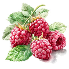 Beautiful watercolor drawing of fresh raspberries with green leaves on a transparent background, raspberries in drawing isolated on transparent background