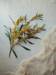 Minimalist vertical flat lay featuring a blooming mimosa branch and a milk-white cashmere headscarf...