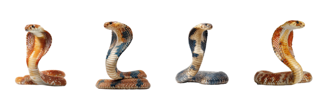 Four Cobras Isolated on Transparent Background