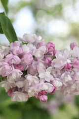 Lilac. Bright photo of lilac blossom. Spring background with beautiful lilac flowers. Natural background. Spring in the park. Lilac flowers close-up with a blurred background. Blooming branch