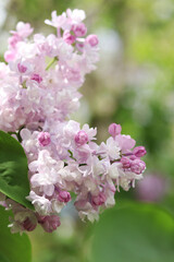 Lilac. Bright photo of lilac blossom. Spring background with beautiful lilac flowers. Natural background. Spring in the park. Lilac flowers close-up with a blurred background. Blooming branch