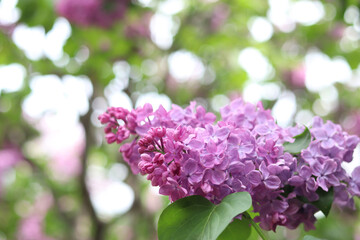 Lilac. Bright photo of lilac blossom. Spring background with beautiful lilac flowers. Natural background. Spring in the park. Lilac flowers close-up with a blurred background. Blooming branch