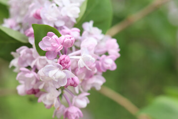 Lilac. Bright photo of lilac blossom. Spring background with beautiful lilac flowers. Natural background. Spring in the park. Lilac flowers close-up with a blurred background. Blooming branch