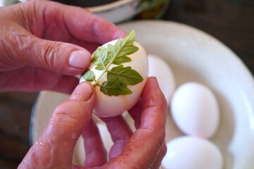 The hands of an adult woman decorate chicken white eggs with green openwork leaves for coloring in a solution of onion peels before the Easter holidays