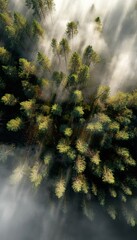 Naklejka premium Low Altitude Flight Over Foggy Pine Forest at Dawn with Light Beams Breaking Through Mist