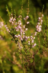 close up of a flower