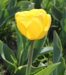 Close up of Yellow tulip on a spring day In West Yorkshire UK