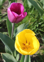 Yellow and purple tulips on a spring day in the UK