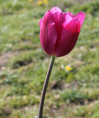 A close up of a purple tulip om a spring day in the UK