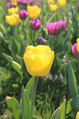 Yellow and purple tulips on a spring day in the Uk