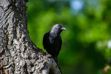 Fototapeta premium jackdaw perched on a tree on the green background