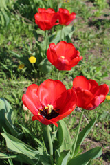 Beautiful red tulips in the garden
