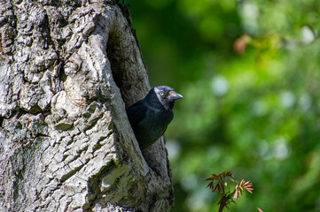  jackdaw looks out of a tree hollow 