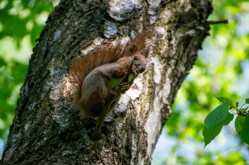 squirrel on a birch tree branch and watching